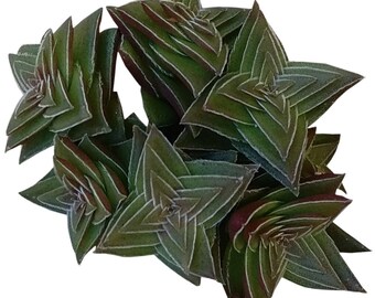 Crassula capitella subsp. thyrsiflora ‘Pagoda Village’