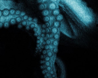 Octopus Photograph Tentacles Sea Creature Ocean Life Black Teal Octopus Print 8x8