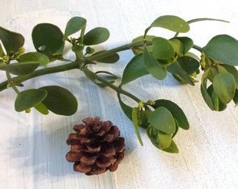 Mistletoe, fresh, real, and ready for Christmas decorations//Holiday//Organic//Meet me under the mistletoe//Kissing ball//Live plants//Decor
