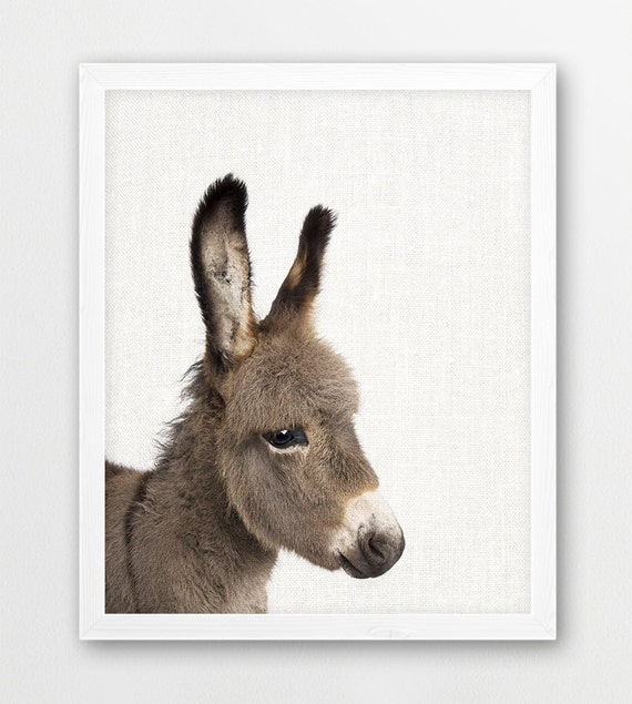 Donkey Print Animals Art Photography Cute Donkey Photo