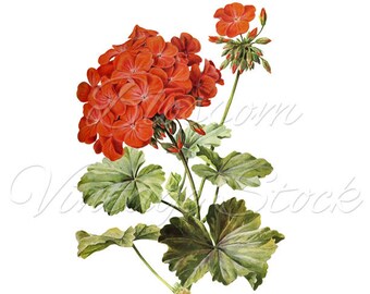Red flowers print. Wall Decor Botanical Print Red flower print Flower Wall Art, Flower print INSTANT DOWNLOAD - 2485