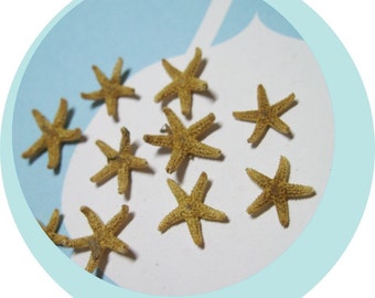 10 Tiny Starfish - Tampa Bay Sea Stars Approx 1/2" - 1 inch - Ask for Int'l ship rates