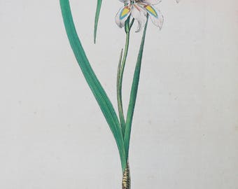 Botanical print Vintage Flower print Gladiolus Hastatus botanical floral art illustration