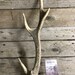 Sika Deer Antler- Exotic Antlers - 4 Point - Lot No. 180621-MM