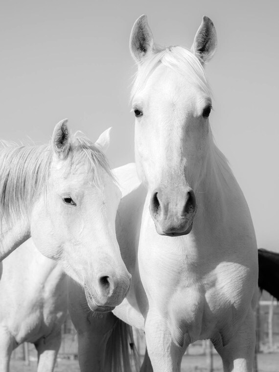 Horse Prints, "WHITE ARABS". Arab Horses, White Horses, Equine Print, Limited Edition, Photographic print, Animals