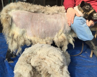 Shetland fleece very light gray