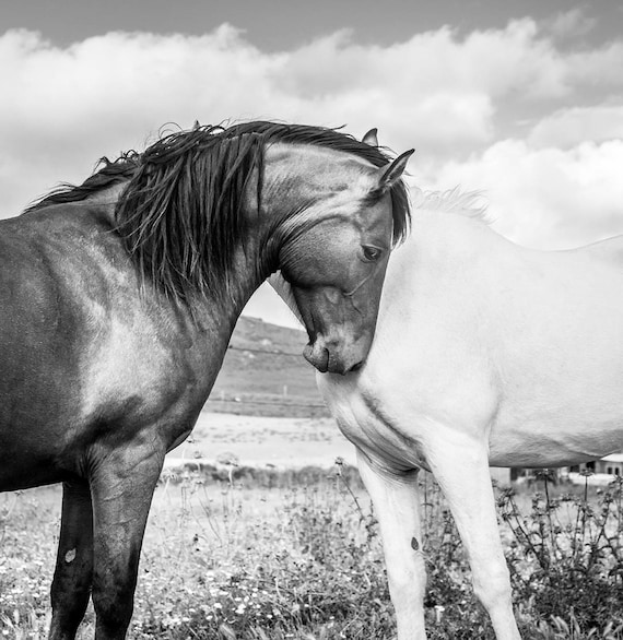 TOGETHER 2. Horse Prints, Equine Art, Black and White, Monochrome Prints, Photographic Print.