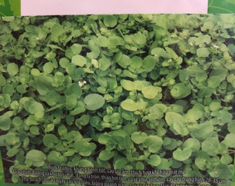 Water cress xa lach xon