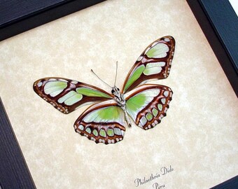 Framed Butterfly Real Green Peru Glider Conservation Quality Display 483V