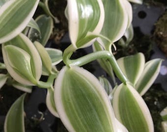 Super Variegated Vanilla Planifolia orchid 3" long vine