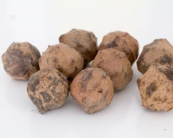 Oak Apples Oak Galls Manjakani Majuphal decoration supply centerpieces craft wood