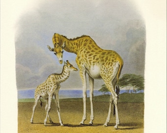 Natural History Print Hill's Mother Giraffe and Her Newborn Illustration to Frame or for Paper Arts PSS 2055