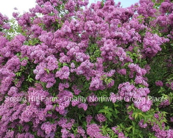 1 Potted Purple Old Fashion Lilac Bush - Potted Plant - The Most Fragrant Lilac - 30 - 40" Tall