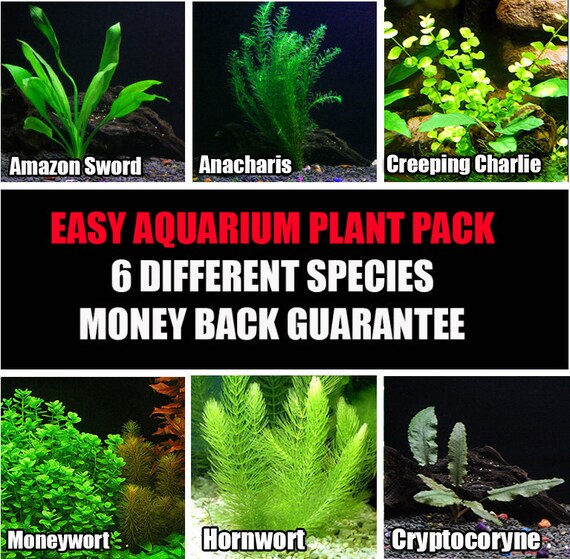 6 Live Aquarium Plant Species Package Various Kinds