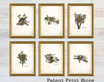 Bird Nest Print Set. Bird Prints. Bird Egg Prints. Wall Art. Living Room Wall Art. Bedroom Art. Dining Room. Audubon Bird Prints. 134
