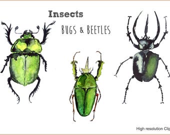 Beetles & Bugs Watercolor Clipart-Scapbooking-Instant Download