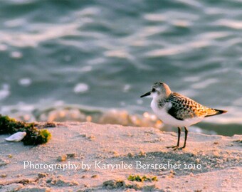 Wistful Sandpiper at the Shore, Fine Art Matted Photography
