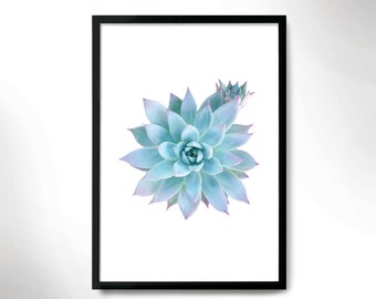 Beautiful Botanical Print, Cactus poster, Cactus photo, Botanical poster.
