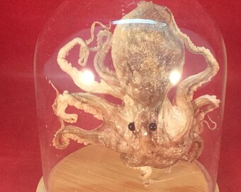 M# Taxidermy Real Octopus showcased Glass Dome Display marine nautical specimen