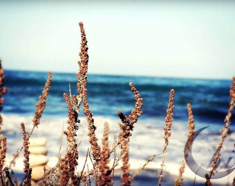 Nature Photography. Beach Photography. 8x12 Print