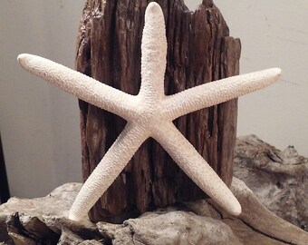 Starfish on driftwood