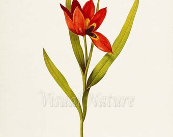 Eyed Tulip Flower Art Print, Botanical Art Print, Flower Wall Art, Flower Print, Floral Print, Red Tulip Art Print