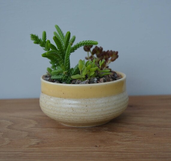 plante grasse vase