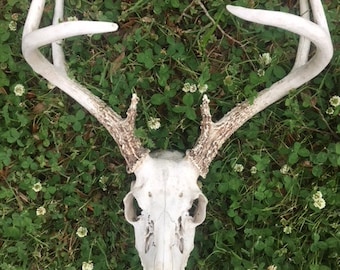 White-tailed deer skull with antlers(8 points)