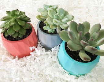 Mini Planters Gift Set of 3 | Geometric Mini Succulent Planters | Perfect for Home and Office Decor | Great Gift | Designer | Plant Lady