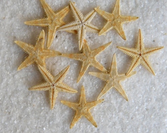 Essay on starfish