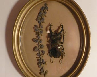Curved frame, the entomologist Herbarium