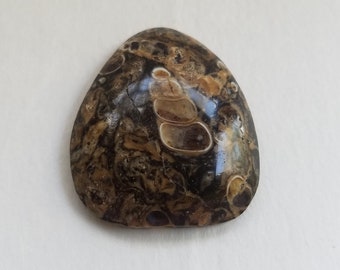 Freeform Cabochon of Turritella Agate