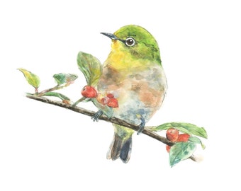 Japanese White-eye watercolor painting - bird watercolor painting - 5x7 inch print - 0073