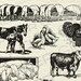 Vintage Farm Animal Illustrations Printable Farm Animals