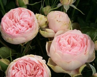Free Shipping! White Pink Peony Flower Seeds, 5 Seeds, Fragrant Shrubbery Peony for Garden Pink Peony Spring Planting Gardens