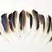 Mallard Feathers