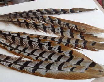feathers long (2) 25cms from a pheasant revered