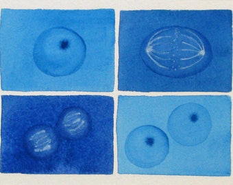 Blue Mini Mitosis - original watercolor - cell cycle