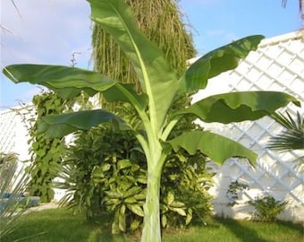 Ensete Glaucum Snow Banana Tree, MUSA Perennial Massive Flower 5 Seeds