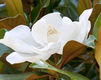 2 MAGNOLIA TREES Virginia Sweet Bay Evergreen Real Live Plants Starter Plant Large White Flowers Fragrant Seedling Landscaping Tree