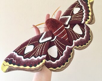Rothschildia Jacobae Moth