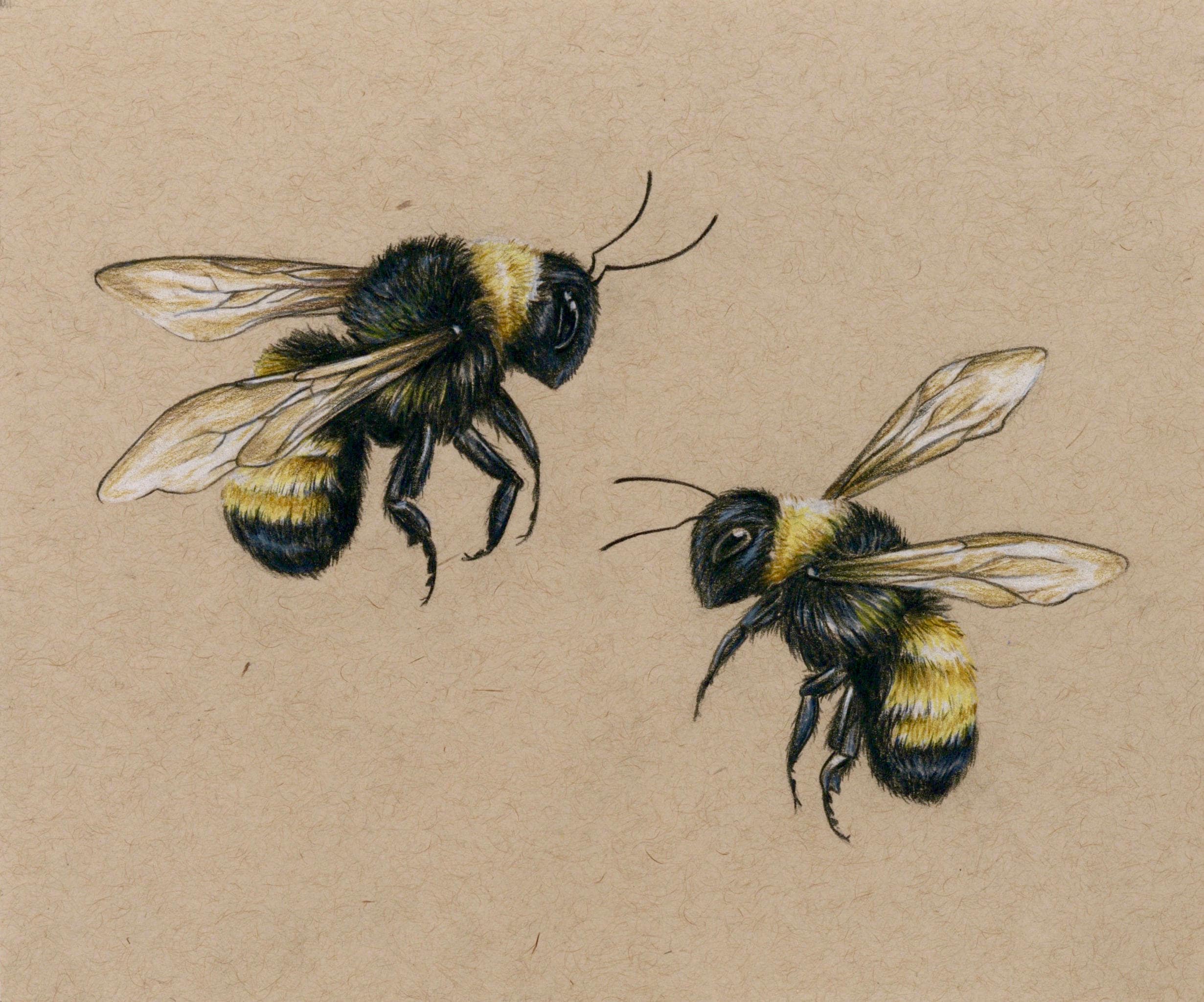 Bees art PRINT drawing colored pencil lover bees flying