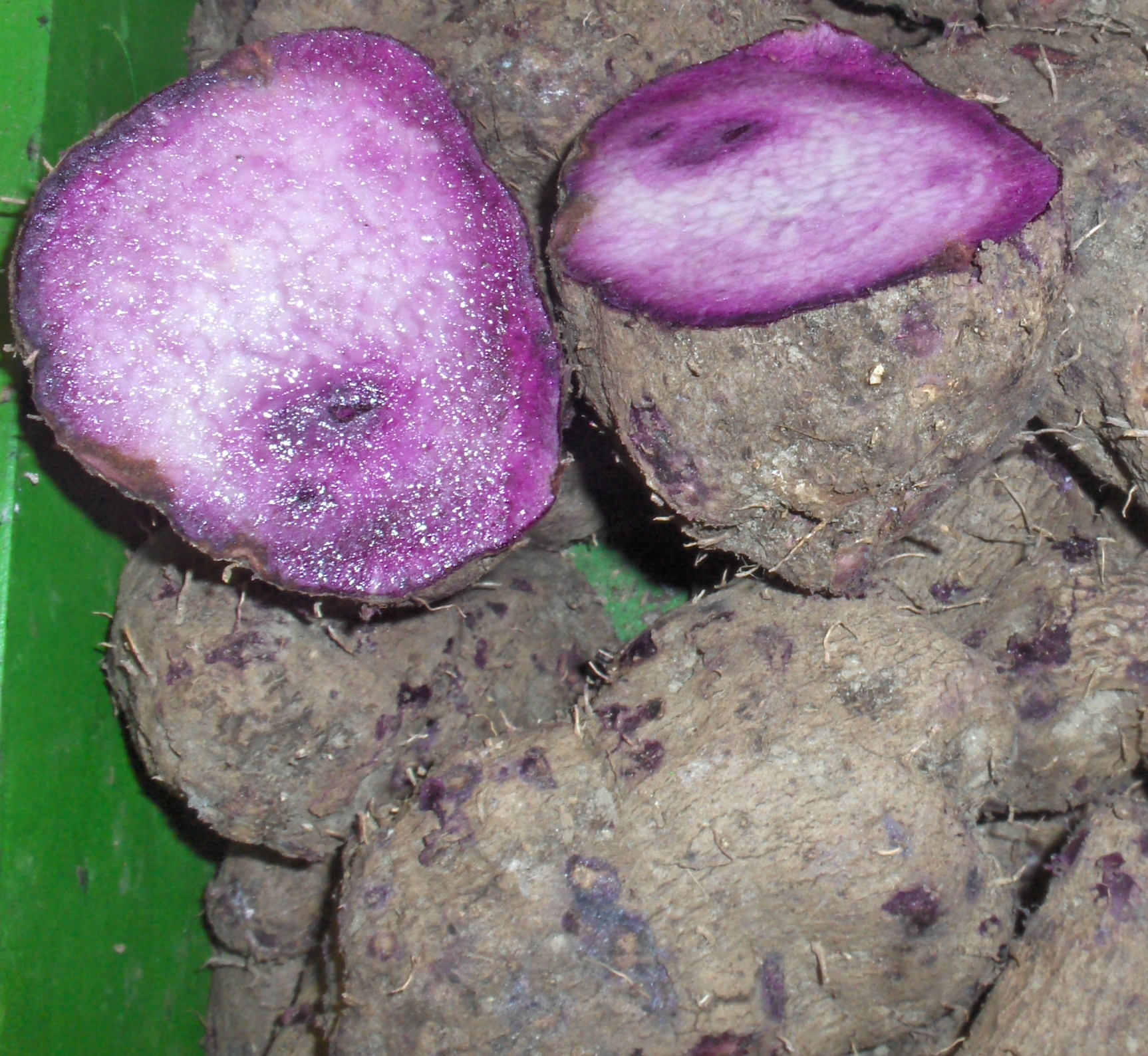 50 Seeds Dioscorea Alata Purple yam Edible Purple Yam