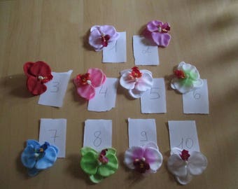 Set of 4 heads of Phalaenopsis (Orchid)