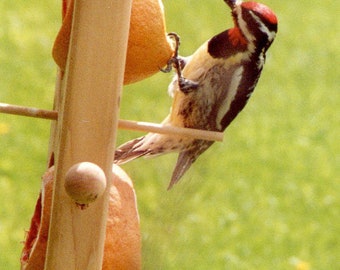 Double Fruit/Suet Feeder-Orioles-Grosbeaks-Sapsuckers-Catbirds