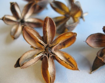 Queen crepe myrtle seedpods