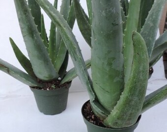 Aloe Vera Plant Mature 3 Plants -Strong Aloe Vera Curative 4-inch Pot 8'' Tall (FREE SHIPPING)