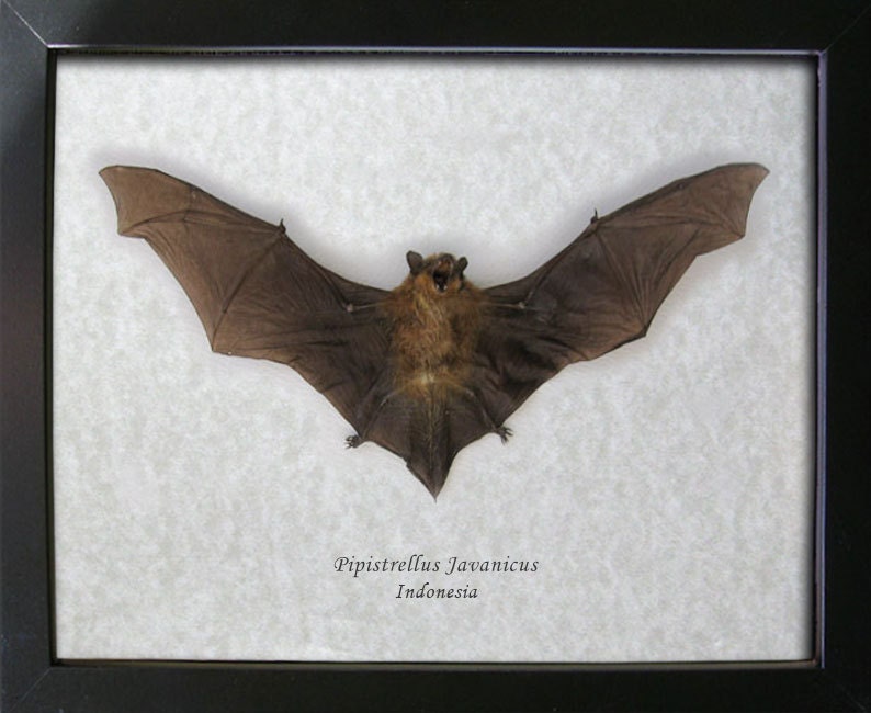 Real Taxidermy Bat Pipistrellus Javanicus Museum Quality