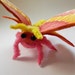 plush rosy maple moth