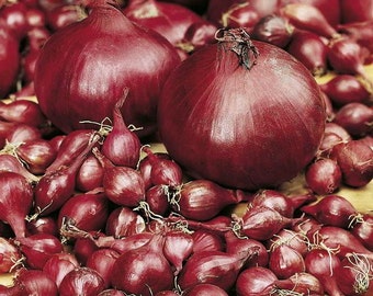 Potato Onions - RED - Multiplier Onion - Winter Survivor - Mild Taste - 24 Bulbs